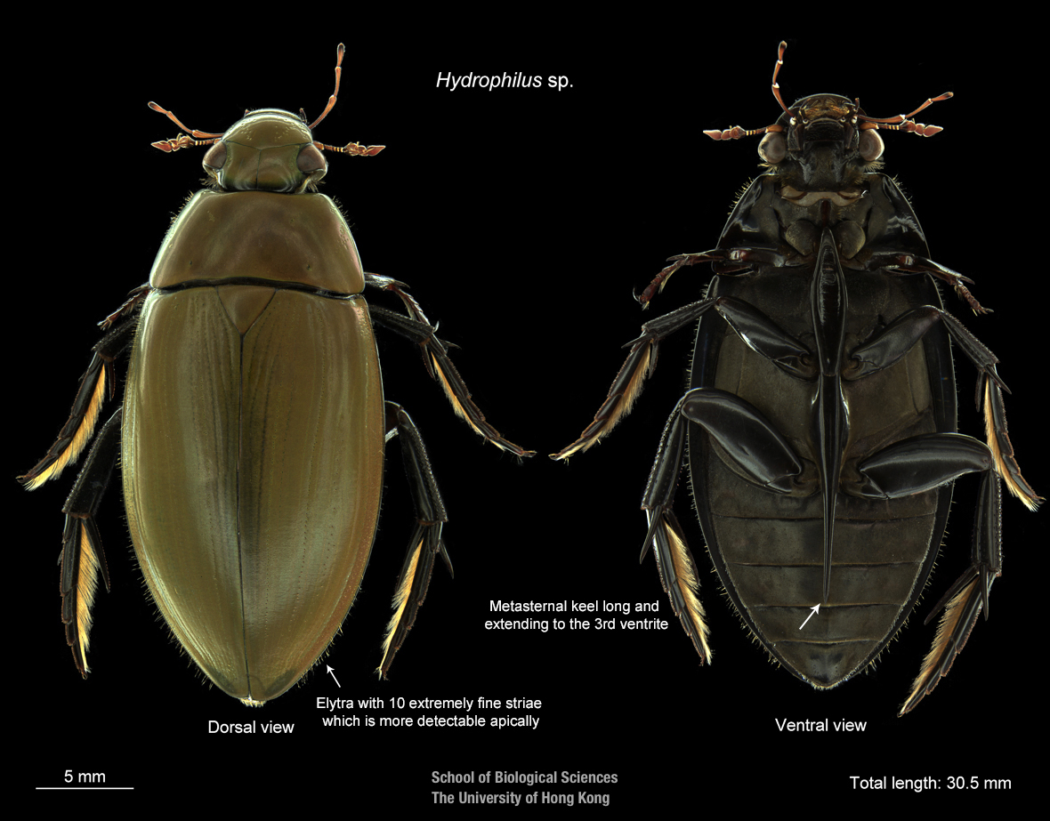 Cranium and pronotum (dorsal view)